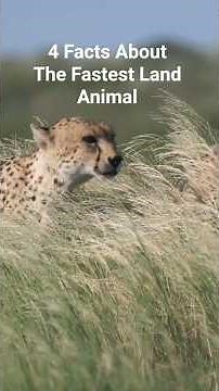 4 Facts About The Fastest Land Animal