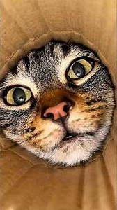 4 Hilarious Cat Habits That Will Make Every Cat Owner Laugh! 😹🐱
