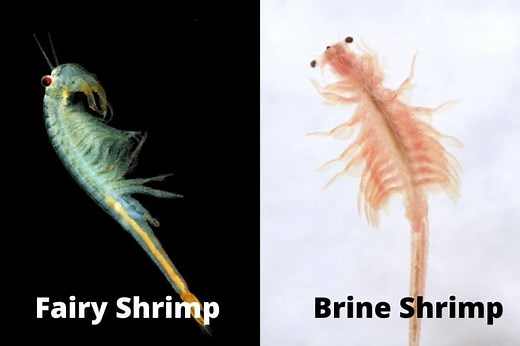 Fairy Shrimp Vs. Brine Shrimp : Everything You Need To Know