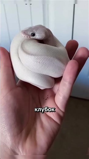 Идеальные домашние змеи для новичков: всё о шаровых питонах🐍