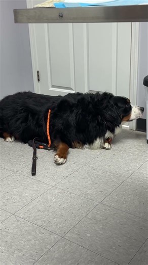 At the vet getting boo boo looked at