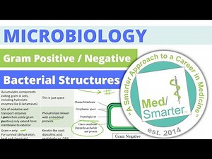 Microbiology | Gram Positive/Negative Bacterial Structures