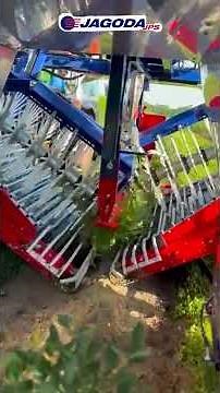 Haskap Harvester OSKAR A01 in Action at Xander Farm, Canada- Haskap Harvesting Like Never Before