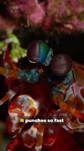 This Shrimp Punches Like a Gun