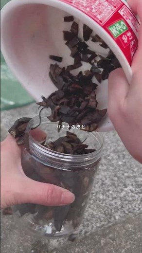 バナナの皮は肥料になる！バナナの皮を使った液体肥料の作り方 #バナナの皮 #液体肥料 #肥料作り