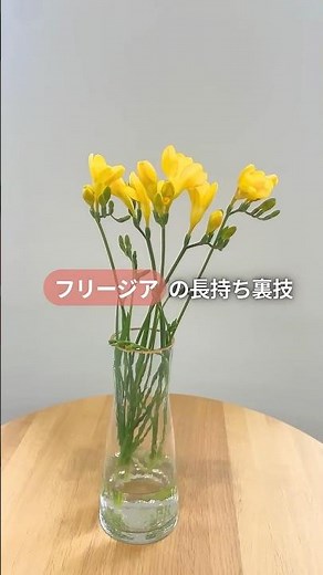 【簡単3ステップ】フリージアお手入れ方法
