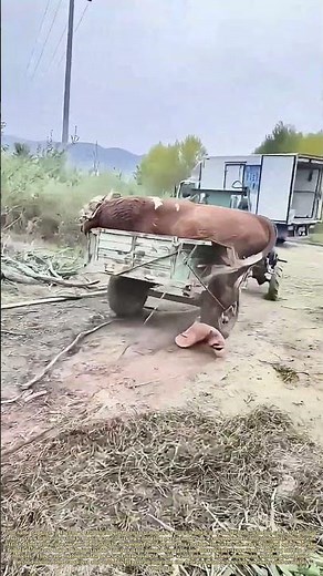 Tipping the Load: When a Bullock Defies a Cart's Confines