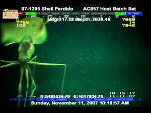 Bigfin Squid