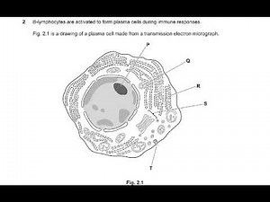 9700 jun 22 qp 21 Q1. Q2 Q3 SOLVED