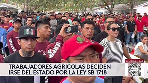 268K views · 3.5K reactions |  Campesinos de Wimauma comienzan a abandonar los campos por ley contra la inmigración indocumentada en Florida. | Univision Tampa Bay | Facebook