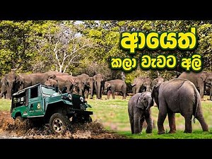 ආයෙත් කලා වැවට අලි 🐘❤️🍃 #elephant #kalawewa #holiday