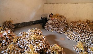 5" Union Display Shells w/2 rising effects per shell, Assortment C (24/1)