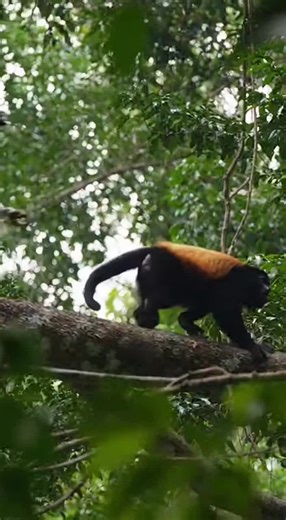 Harpy Eagle's Incredible Jungle Hunt