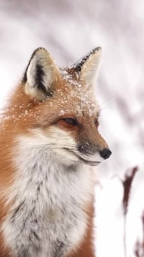 #redfox #winter #canada #wildlife #nature #snow #snowstorm #fox #wildlifephotography #NewBrunswick