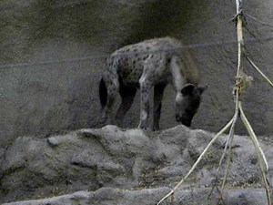 Hyena Howl