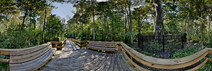 2000 Year Old Cypress Tree, Longwood, Florida, USA 360 Panorama | 360Cities