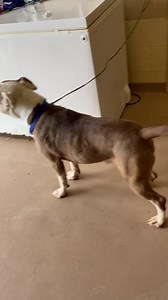 2.8K views · 858 reactions | RESCUED! JAYDEN - ID#A018904 My name...