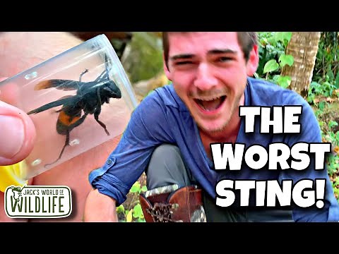 THE WORST sting! Giant Asian Hornet: Vespa tropica