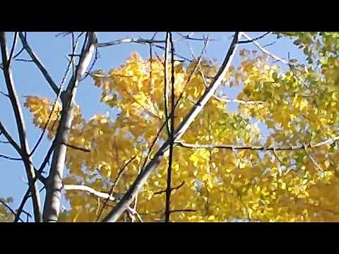 The sound of aspen leaves in the wind