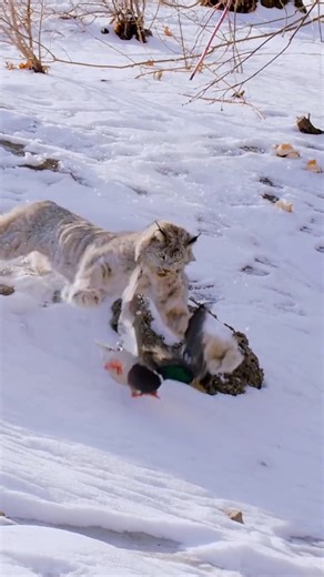 Meet the cute canadian Lynx! | Animalogic