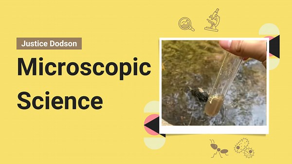 Banana-Shaped Diatoms Under the Microscope