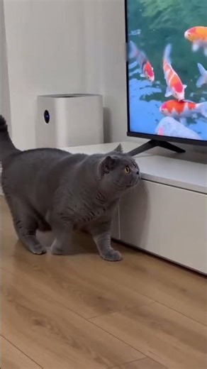 Pescador de Sala! 🐱🎣 Ele quase pegou! #gatos #engraçado #pet #humor #shorts