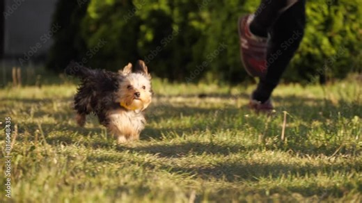 yorkshire terrier running after boy slow motion video