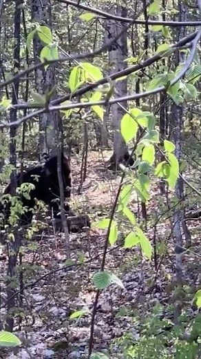 Black Bear Noises - That GROWL!! 😮🐻