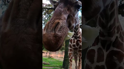 Watch a graceful giraffe enjoy lunch in slow motion