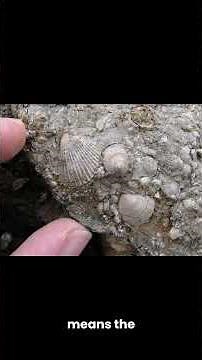 Evolution vs. Creationism: Transitional Species Fossilization – #TransitionalTruth