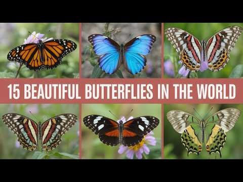 15 Most Beautiful Butterflies in the World You Won’t Believe Exist