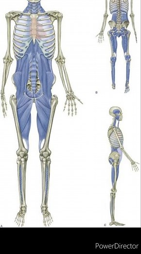 What is the deep front line? The anchor line, the trama line, or the deep core?