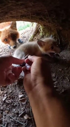 Hands Unwinding Netting in a Tight Forest Den