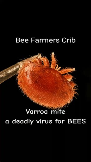 Bee Farmers Crib on TikTok