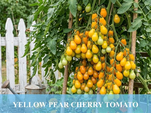 Yellow Pear Tomato | Heirloom Cherry Tomato Garden Variety | 30 Seeds - Etsy