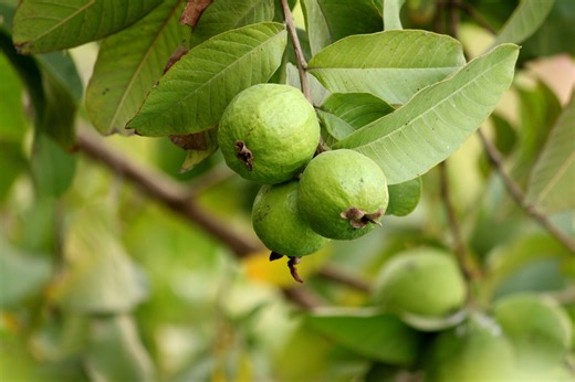 Why science says you should add guava leaf extract for blood sugar and heart health