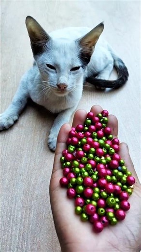 Satisfying ✨ ASMR Barsik Reverse Cat Beads 😻#shorts #cat #asmrvideos #beads #satisfying