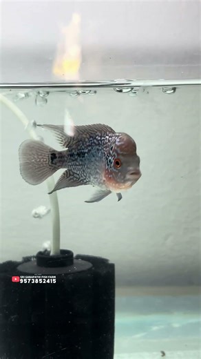 Name fix😍our pet flowerhorn fish#aquarium #fish #shorts #viral #shortsvideo