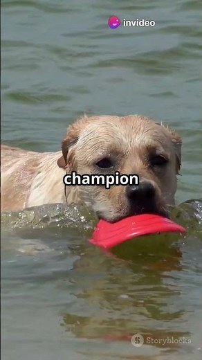 Why Some Dogs Have Webbed Feet!