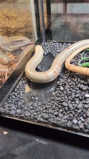 Giant legless lizard! What is that? #leglesslizard #weirdanimals #learnontiktok #educational #snake #reptiles #noperope #amazinganimals #pets #herping #fyp #foryou