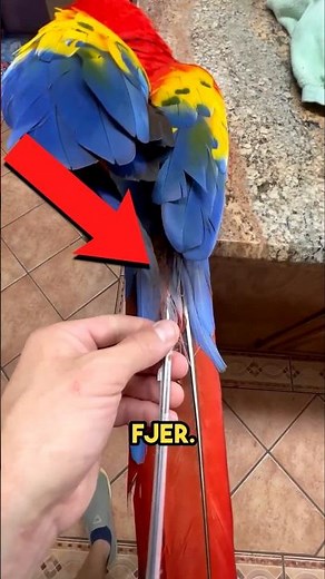 🤔 Dette Vidste Du Ikke Om Fugle! 🐦