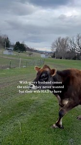 820K views · 23K reactions | What animal was that for you? This was after Walter destroyed the fence & escaped  redoing the electric fence is on his to-do list haha #husbandwife #husband #farmlife #homestead | Stout Ridge Ranch | Facebook