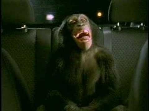 Trunk Monkey Chaperone