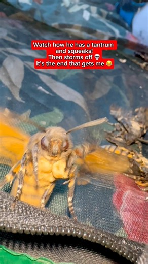146K views · 2.9K reactions | It’s the end!  and then the moths little squeaks when he storms off, this is why these deaths head moths are my favourite #moths | Jumping spider & Moth life | Facebook