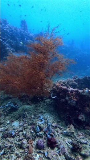 IRON REEF: Nature Reclaimed It