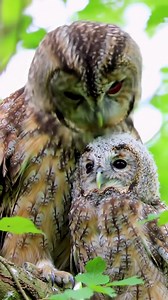 56K views · 3.6K reactions | Owlets mimic adult behaviors — shaking, preening, and even head tilts — to prepare for independence. | Go Wise Owl | Facebook