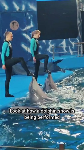 Amazing Dolphin Show! Dolphins Carry Girls Across the Water 🐬✨ #Shorts