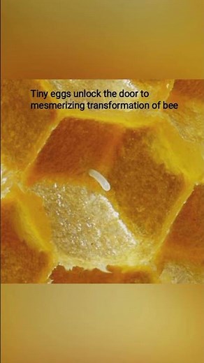 Beauty of flies #2_The Incredible Life Cycle of Bees: From Larvae to Pollinators_ Metamorphosis