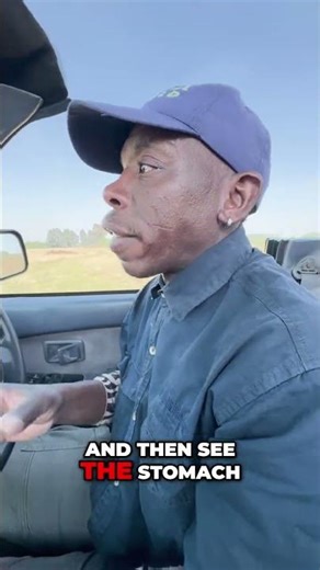 Springbok Safari: Pregnancy, Speed, and Baby Secrets! #shorts