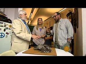 What is cryptozoology?